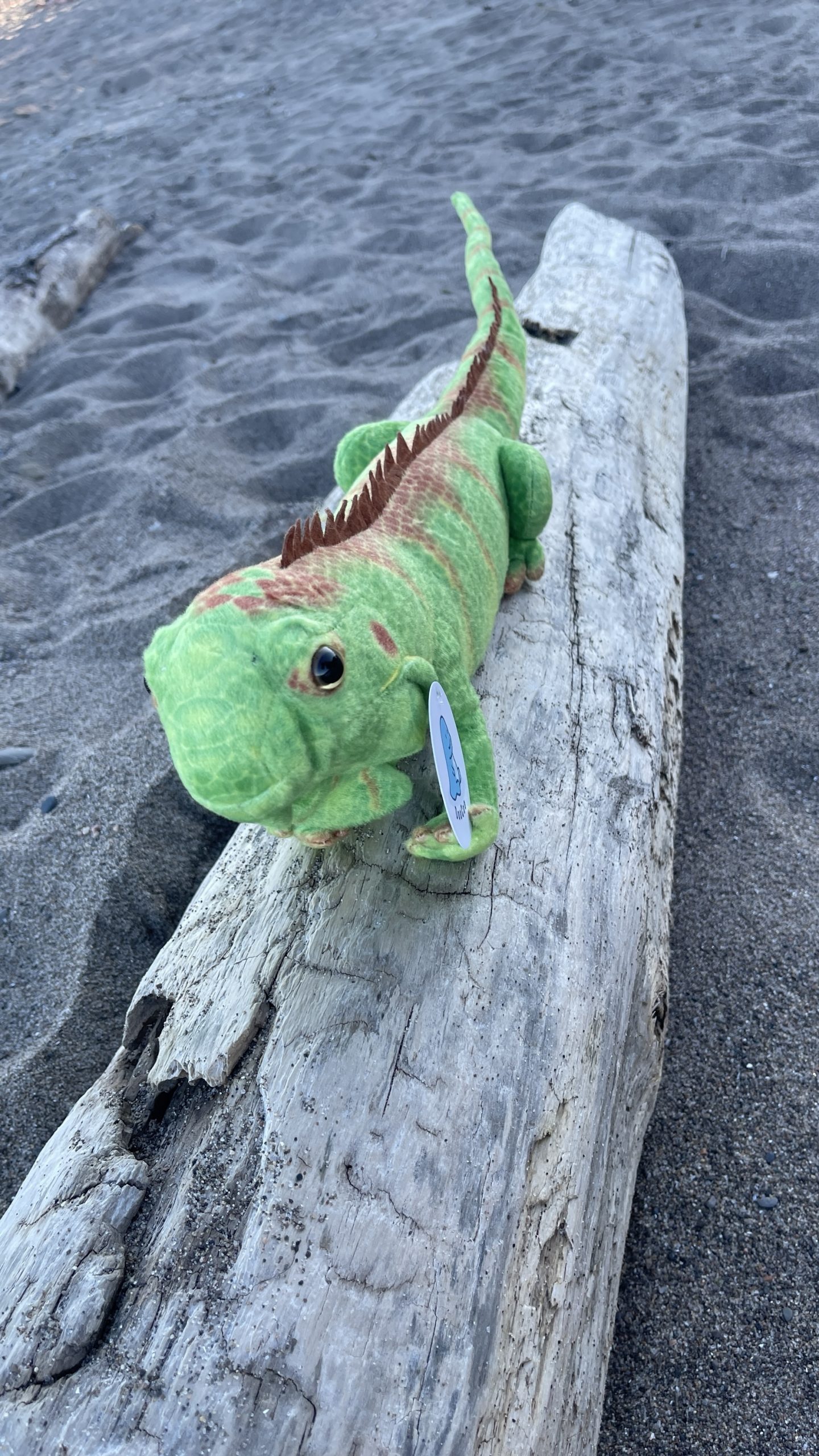 Emerald Iguana Plush - Image 2