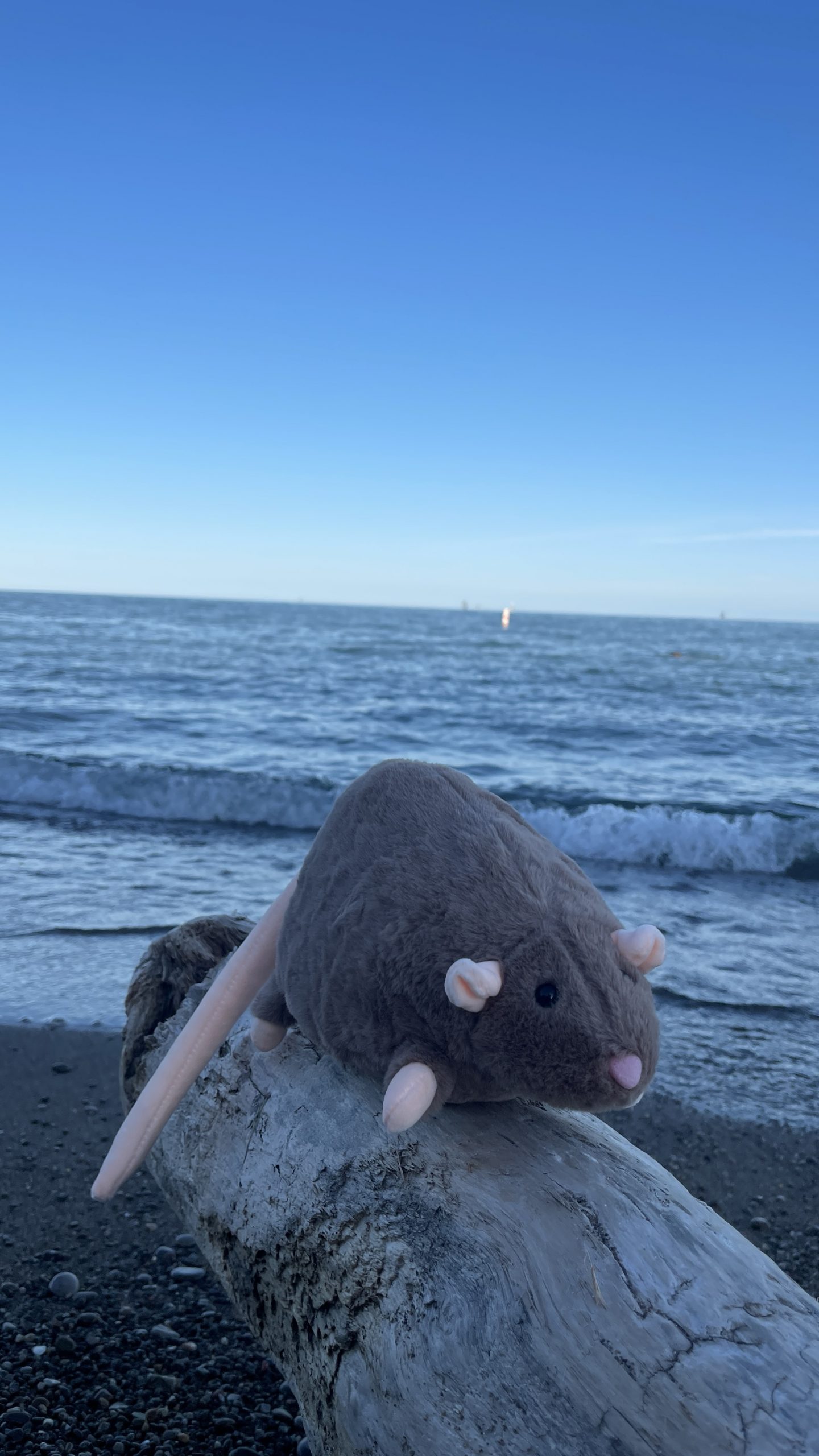 Pocket Rat Plush - Image 3
