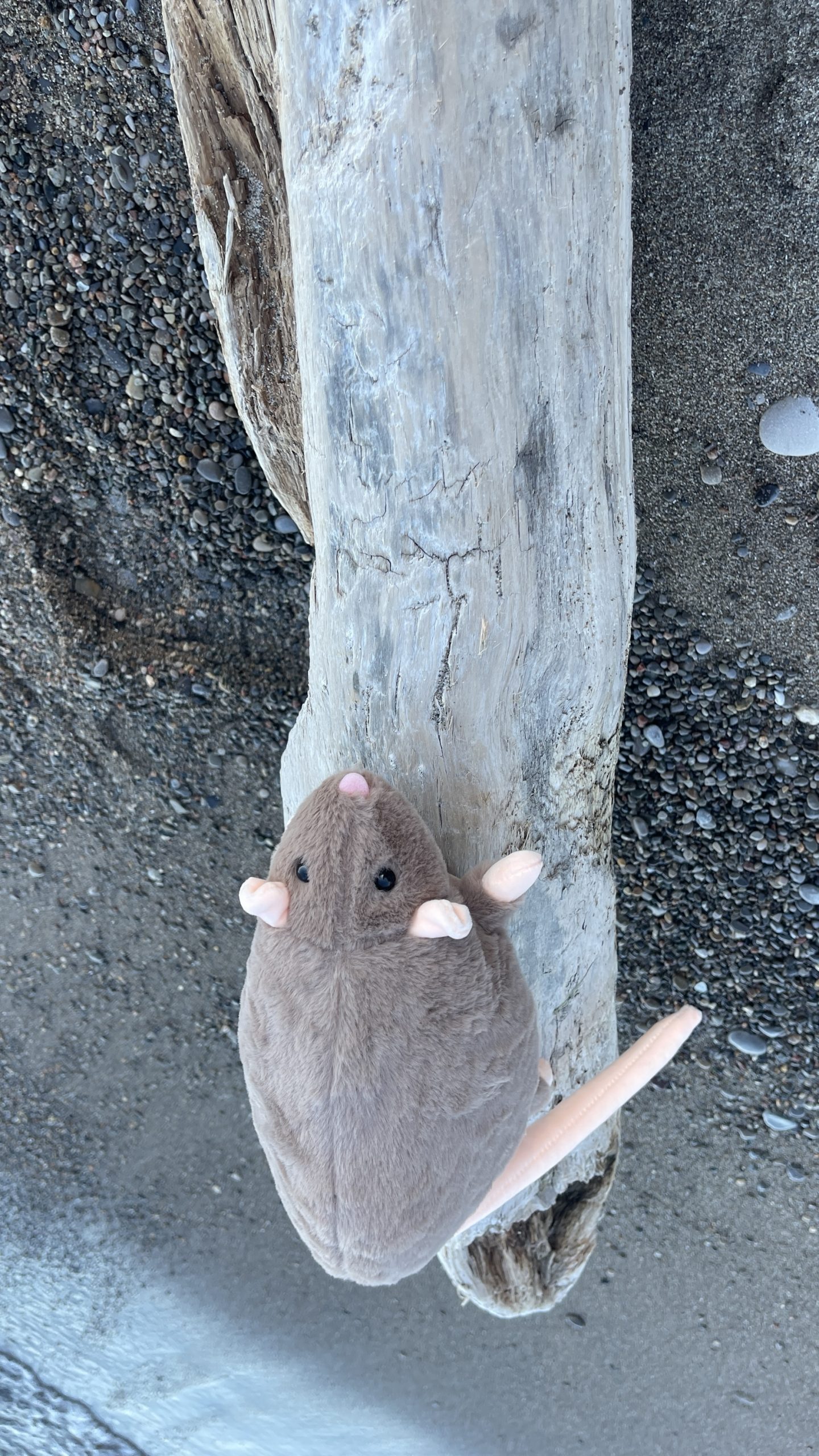 Pocket Rat Plush - Image 4