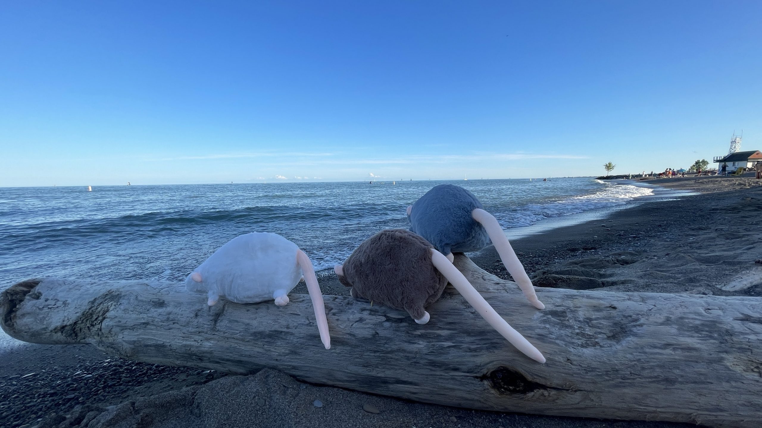 Pocket Rat Plush - Image 2