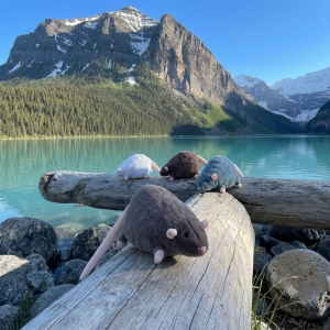 Pocket Rat Plush